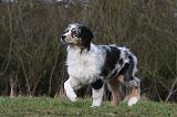 BERGER AUSTRALIEN PUPPIES 397